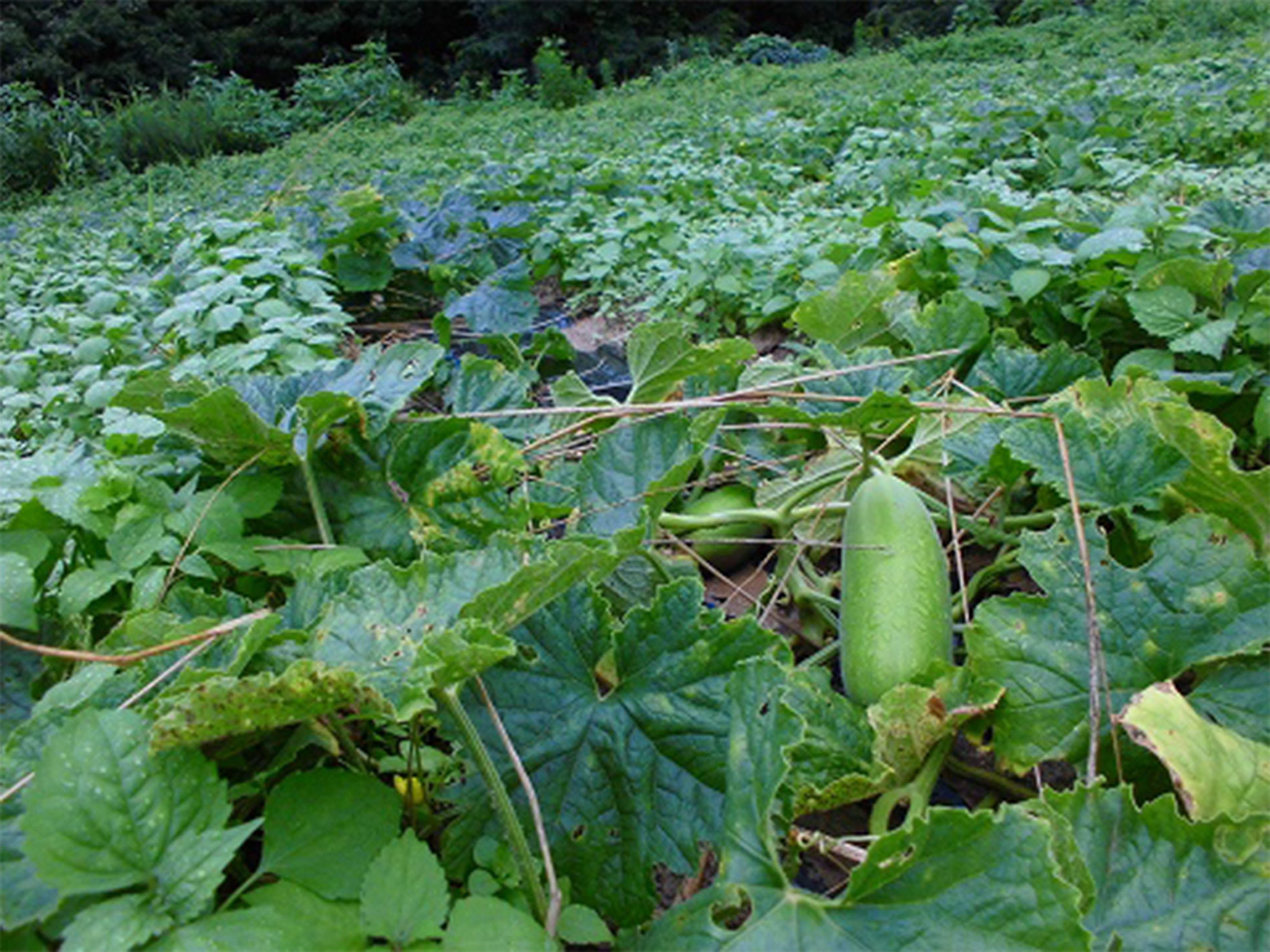 野菜